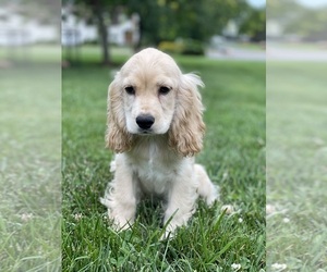 Cocker Spaniel Puppy for sale in CANOGA, NY, USA