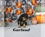 Small #9 Cavalier King Charles Spaniel