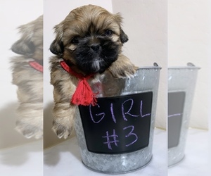 Shih Tzu Puppy for sale in QUEEN CREEK, AZ, USA