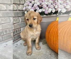 Golden Retriever Puppy for sale in FAIR HAVEN, MI, USA