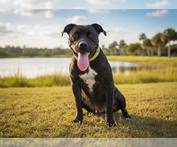 Medium Photo #4 American Pit Bull Terrier-Unknown Mix Puppy For Sale in Tavares, FL, USA