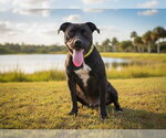 Small #3 American Pit Bull Terrier Mix