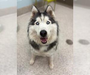 Siberian Husky Dogs for adoption in Brighton, CO, USA