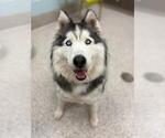 Small Siberian Husky