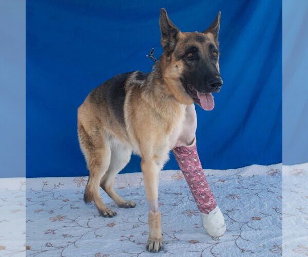 Medium Photo #2 German Shepherd Dog Puppy For Sale in Pasadena, CA, USA