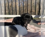 Small Photo #2 French Bulldog Puppy For Sale in BURTON, OH, USA