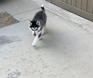 Siberian Husky Puppy for sale in AUSTIN, TX, USA