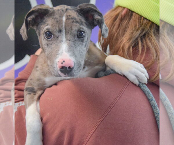 Medium Photo #5 Catahoula Leopard Dog-Unknown Mix Puppy For Sale in Huntley, IL, USA