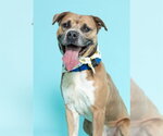 Small #2 American Staffordshire Terrier