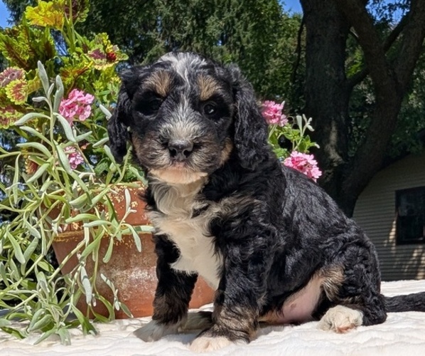 Medium Photo #53 Miniature Bernedoodle Puppy For Sale in GOSHEN, IN, USA