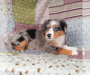 Miniature Australian Shepherd Puppy for sale in HARRISON, OH, USA