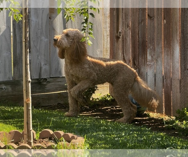 Medium Photo #1 Goldendoodle Puppy For Sale in FRESNO, CA, USA