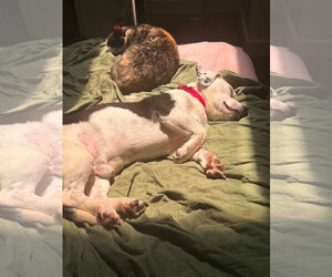 Charlie - Male Bagle Hound Dog for Adoption - Photo #7