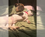 Small Photo #7 Bagle Hound Puppy For Sale in East Derry, NH, USA
