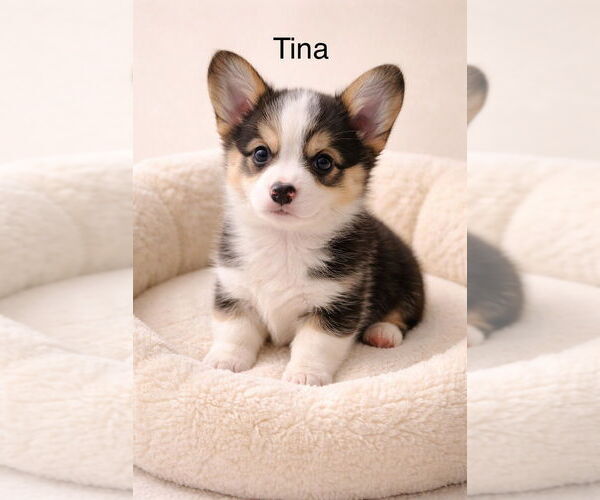 Medium Photo #1 Mutt Puppy For Sale in Studio City, CA, USA