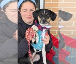 Small Photo #2 Raggle Puppy For Sale in Mount Laurel, NJ, USA