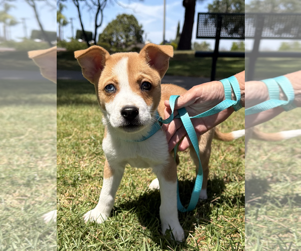 Medium Photo #3 Australian Shepherd-Unknown Mix Puppy For Sale in Newport Beach, CA, USA
