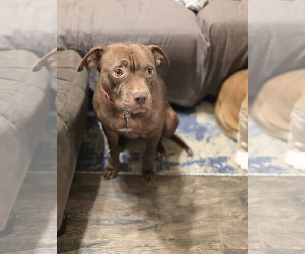 Medium Photo #6 American Staffordshire Terrier Puppy For Sale in Rosenberg, TX, USA