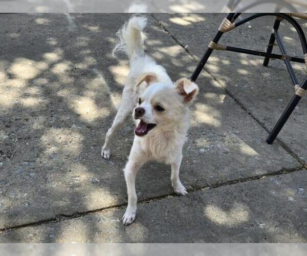 Medium Photo #1 Chihuahua-Unknown Mix Puppy For Sale in Plano, TX, USA