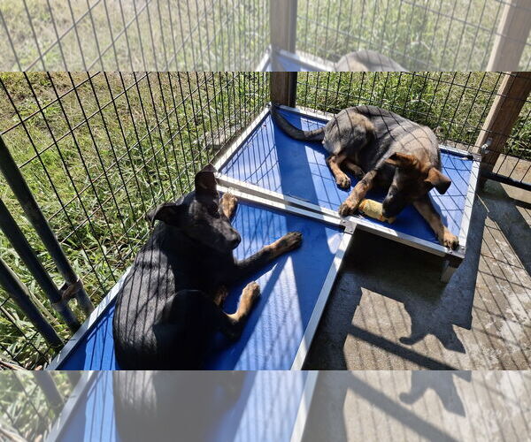 Medium Photo #19 German Shepherd Dog Puppy For Sale in Sebec, ME, USA