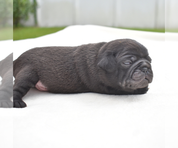 Medium Photo #4 Pug Puppy For Sale in PALM COAST, FL, USA