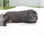 Small #3 Pug