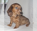 Small #1 Dachshund