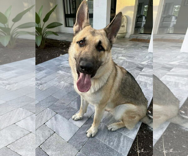 Medium Photo #1 German Shepherd Dog Puppy For Sale in Plantation, FL, USA