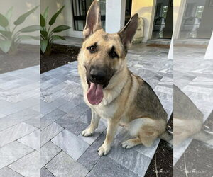 German Shepherd Dog Dogs for adoption in Plantation, FL, USA