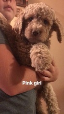 Double Doodle Puppy for sale in GALENA, MO, USA