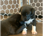 Small #1 American Staffordshire Terrier Mix