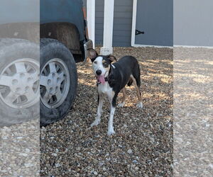 Australian Shepherd-Unknown Mix Dogs for adoption in Denton, TX, USA