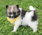 Small #14 Pomeranian
