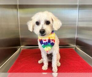 Poodle (Miniature)-Unknown Mix Dogs for adoption in Orange, CA, USA