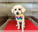 Small Poodle (Miniature) Mix
