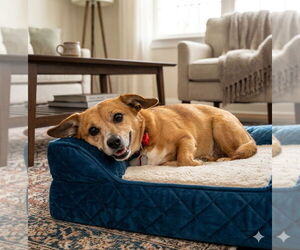 Cheagle Dogs for adoption in Genesee, WI, USA