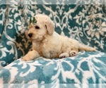Small Photo #15 Poodle (Standard) Puppy For Sale in LAKELAND, FL, USA
