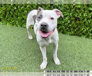 American Pit Bull Terrier Dogs for adoption in West Palm Beach, FL, USA