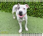 Small American Pit Bull Terrier