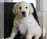 Small Photo #2 English Cream Golden Retriever Puppy For Sale in MANHEIM, PA, USA
