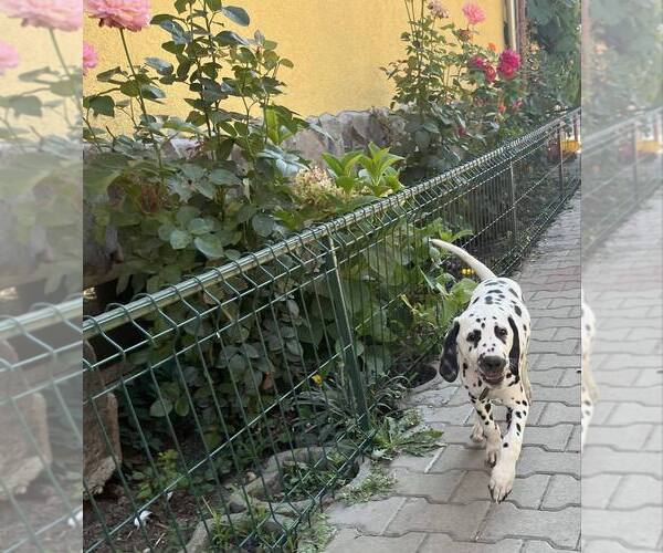 Medium Photo #3 Dalmatian Puppy For Sale in Iernut, Mures, Romainia
