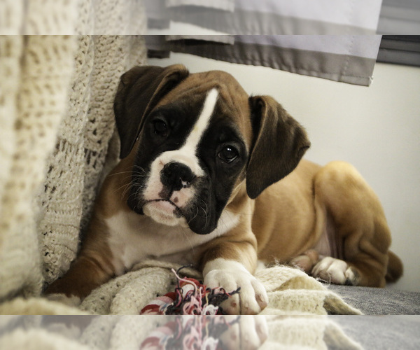 Medium Photo #1 Boxer Puppy For Sale in SHIPSHEWANA, IN, USA