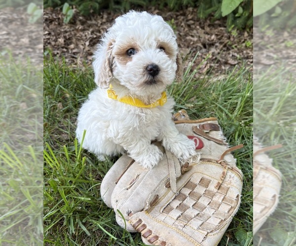 Medium Photo #2 Havapoo Puppy For Sale in MIDDLEBURY, IN, USA