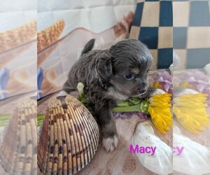 Chihuahua Puppy for sale in LEBANON, PA, USA