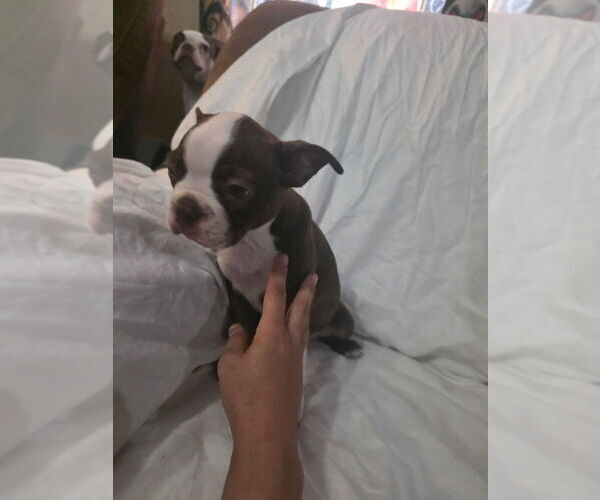 Medium Photo #1 Boston Terrier Puppy For Sale in REEDS SPRING, MO, USA