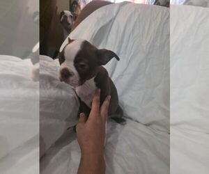 Boston Terrier Puppy for sale in REEDS SPRING, MO, USA