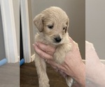 Small Photo #1 Goldendoodle Puppy For Sale in FYFFE, AL, USA