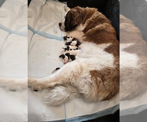 Saint Bernard Puppy for sale in RAINIER, OR, USA