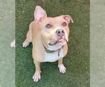 Small #1 American Pit Bull Terrier-Labrador Retriever Mix