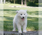 Small #1 Samoyed-Siberian Husky Mix